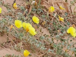 Grielum humifusum var. parviflorum spreading